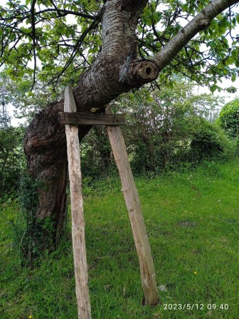 Cerisier creux et «accot »- refuge du Paradis (Longueville/50) 12 mai 2023 (photo Jean Collette)