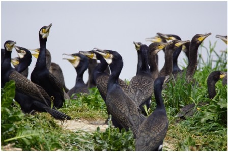 Colonie de Grands cormorans nicheurs (cliché : Gérard DEBOUT)