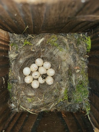 Couvée de mésange charbonnière